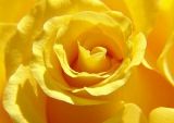 fototapetti keltainen ruusu